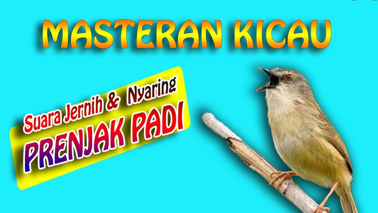 masteran suara burung prenjak padi - pari 1 jam jernih