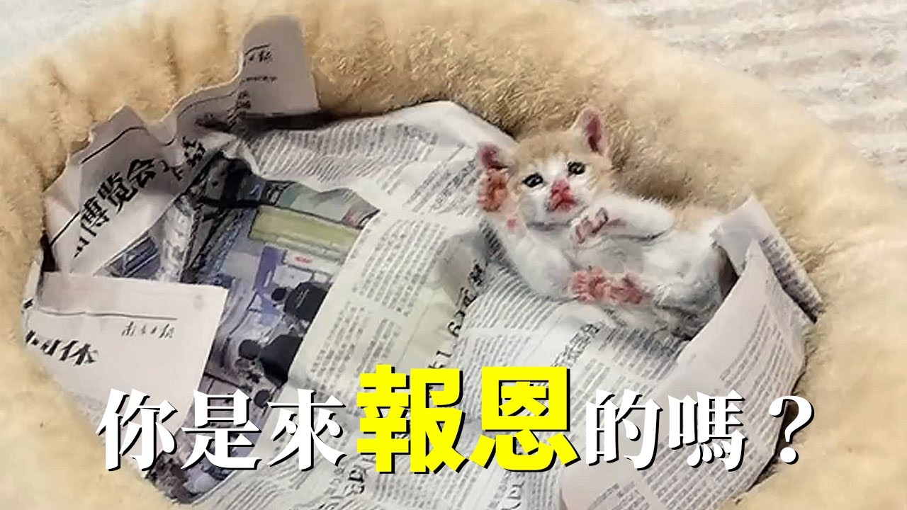 真的忍不住要誇誇剛撿回家的小貓，一點都不讓人操心！當醫生告訴我它才半個月大小時，我驚呆了！