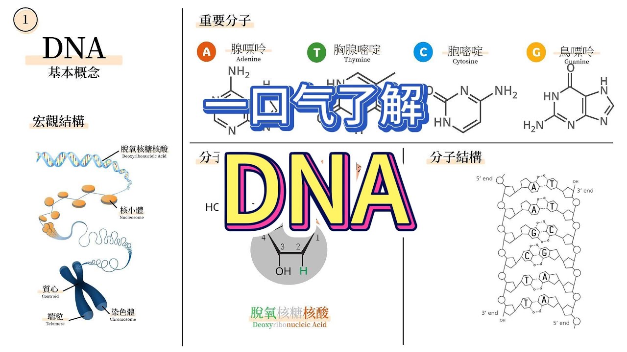 分子生物学 EP01 - 生命的蓝图DNA