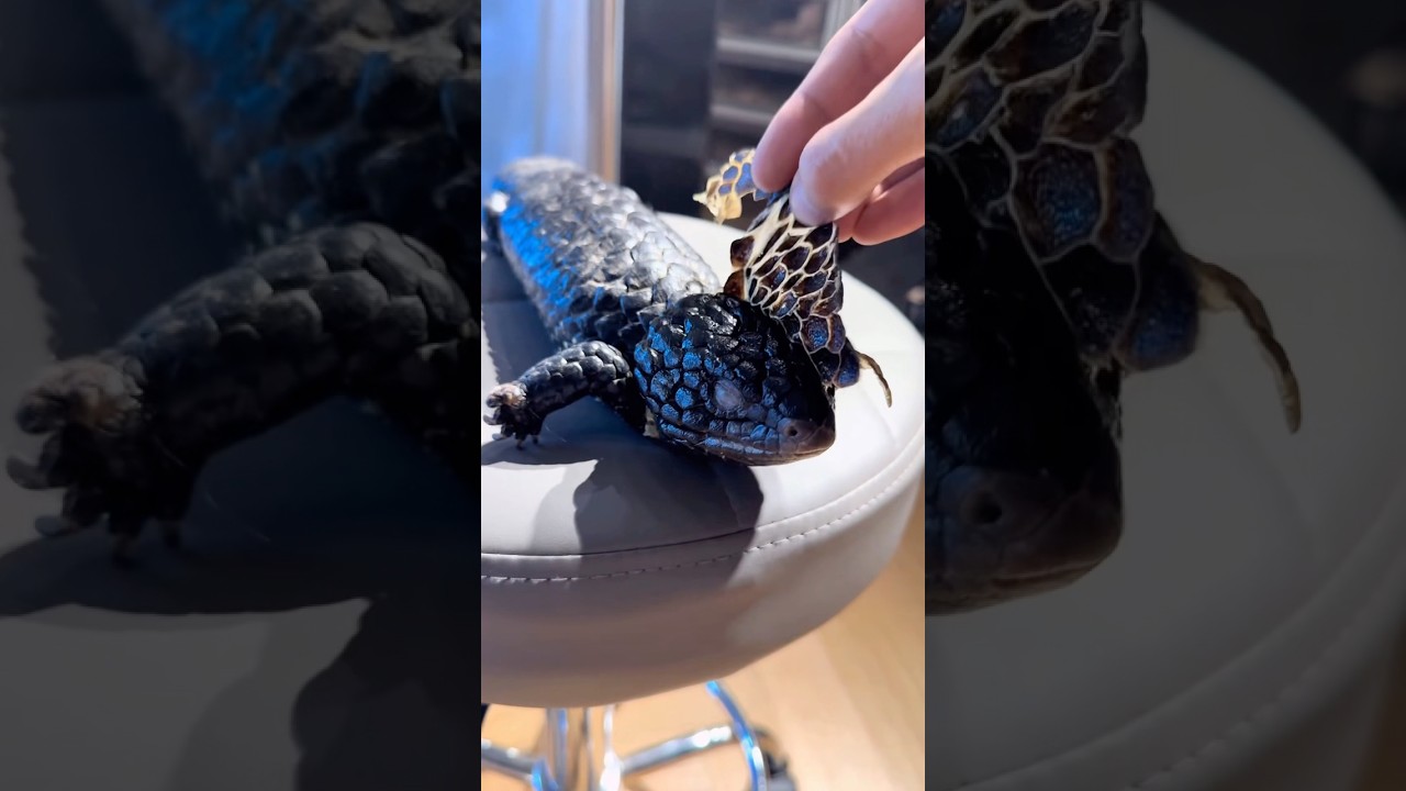how a Shingleback lizard sheds its skin