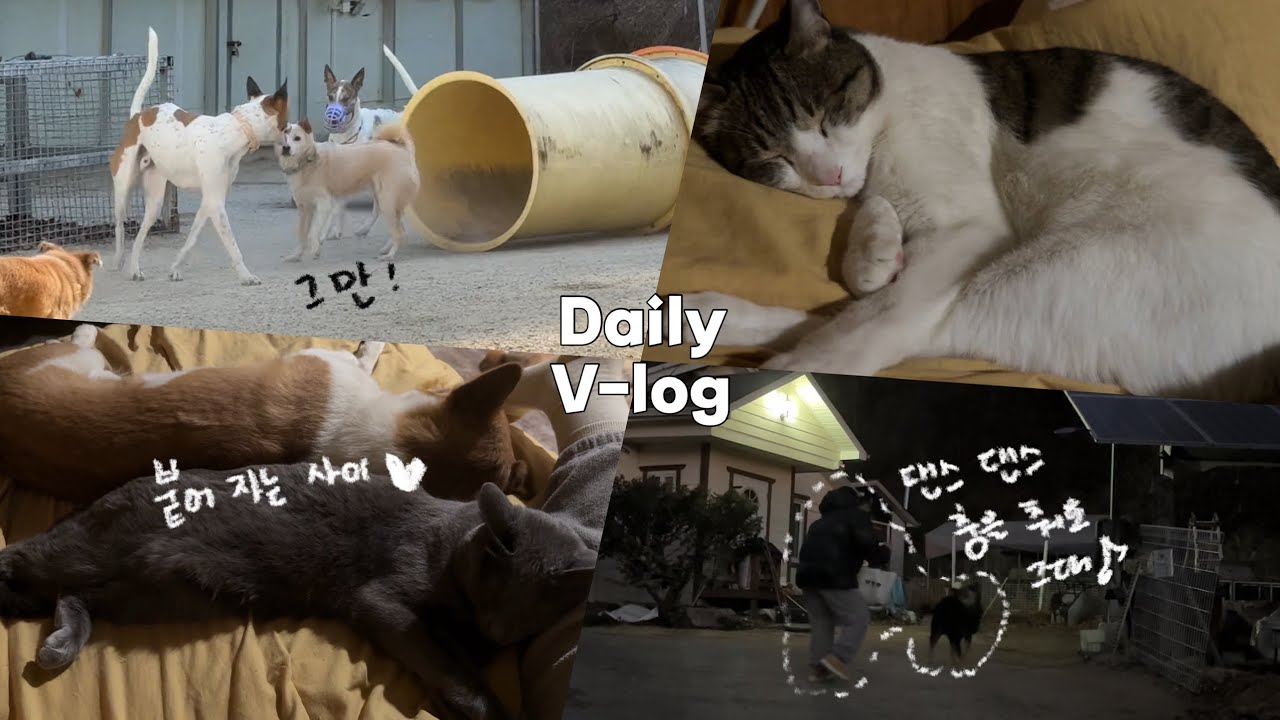 #164 ) vlog | 이웃집 강아지들 간식 먹기 전에 댄스 한바탕 | 코~ 잘자는 우리집 아이들 | 두쫀쿠후기 | 놀자놀자 | 시골 강아지, 고양이들의 일상