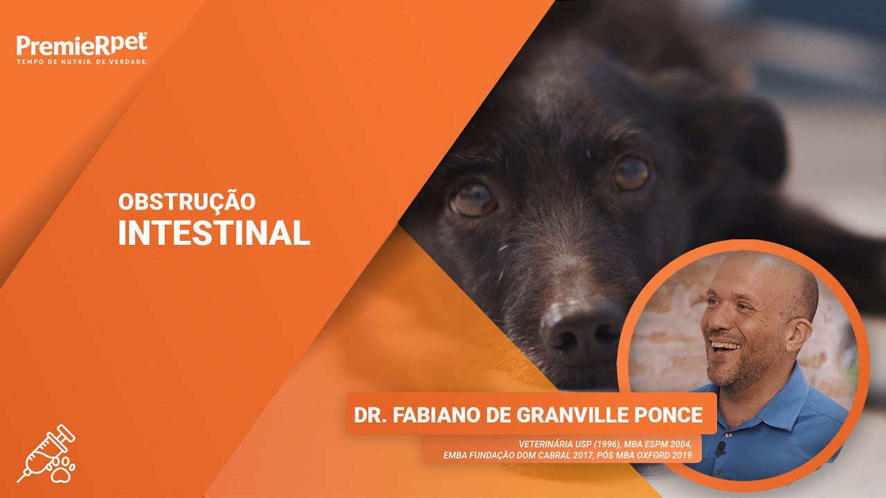 Obstrução Intestinal | #VetResponde | PremieRpet