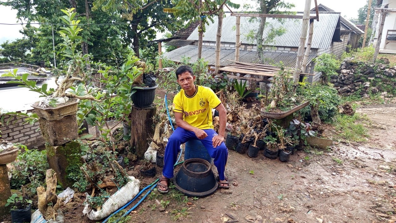 Mz Jumain Obral lg bosku,100=3pohon otr.0812 9433 0009