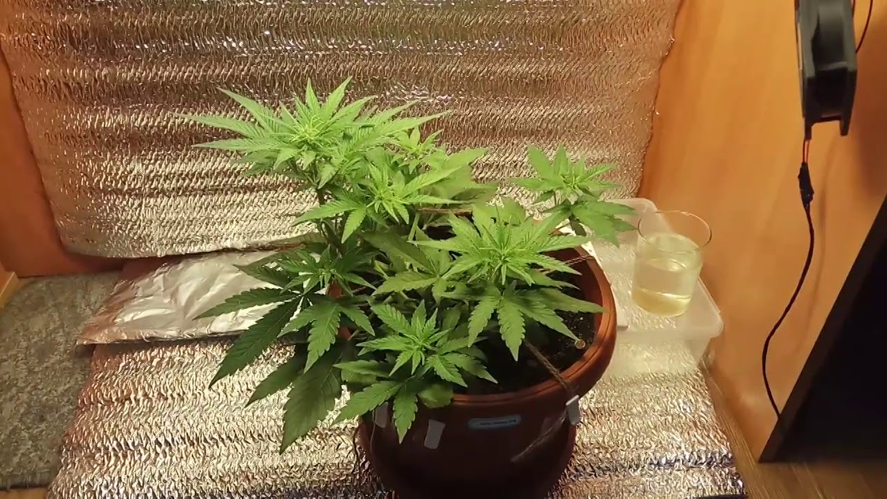 Auto California Orange.30 day veg/Eco light 170W