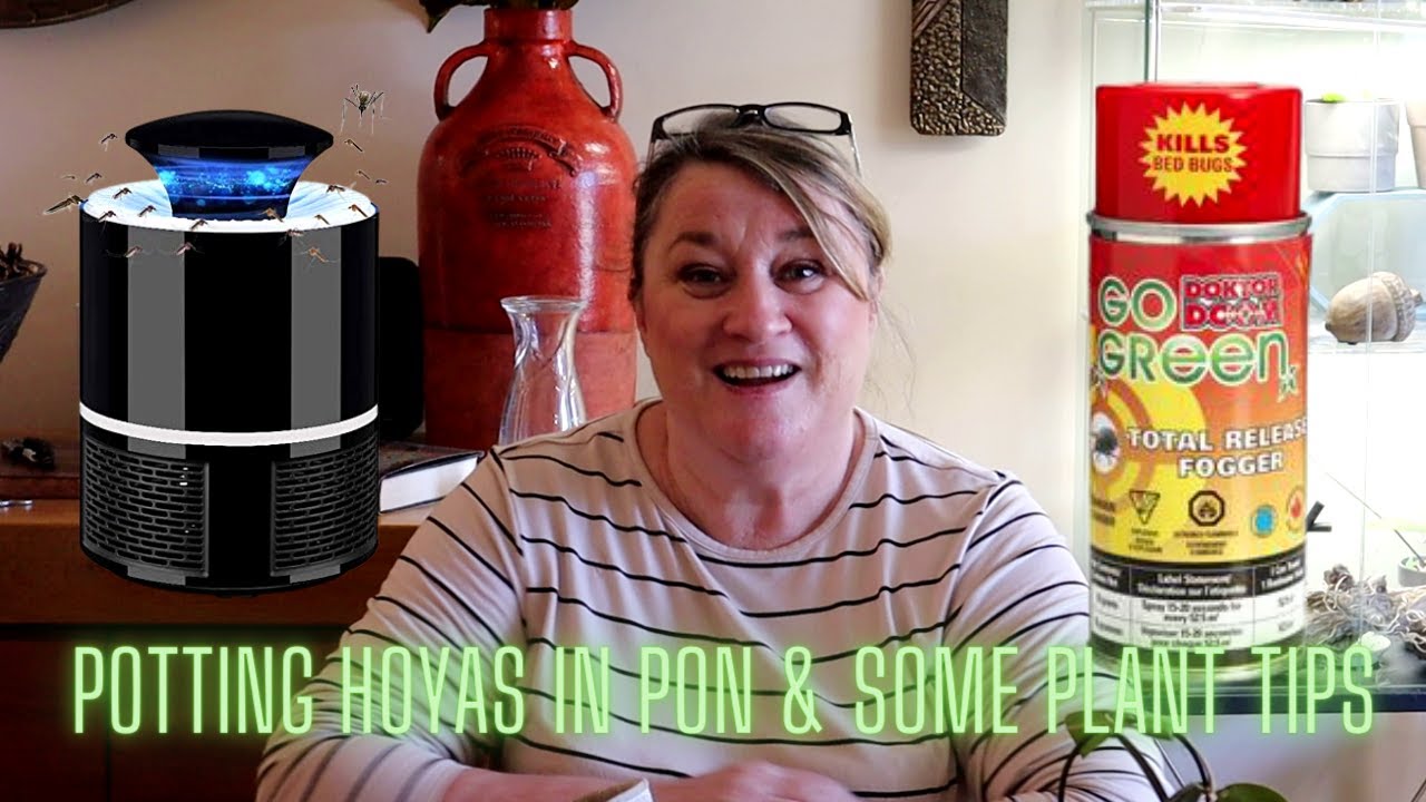 Potting Hoyas in Pon and Some Great Plant Tips