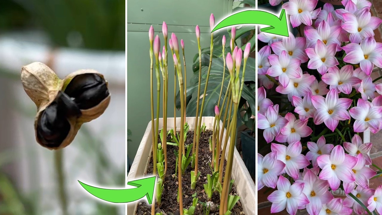 How to Grow Rainlilies from Seeds  Step by Step Guide with Results