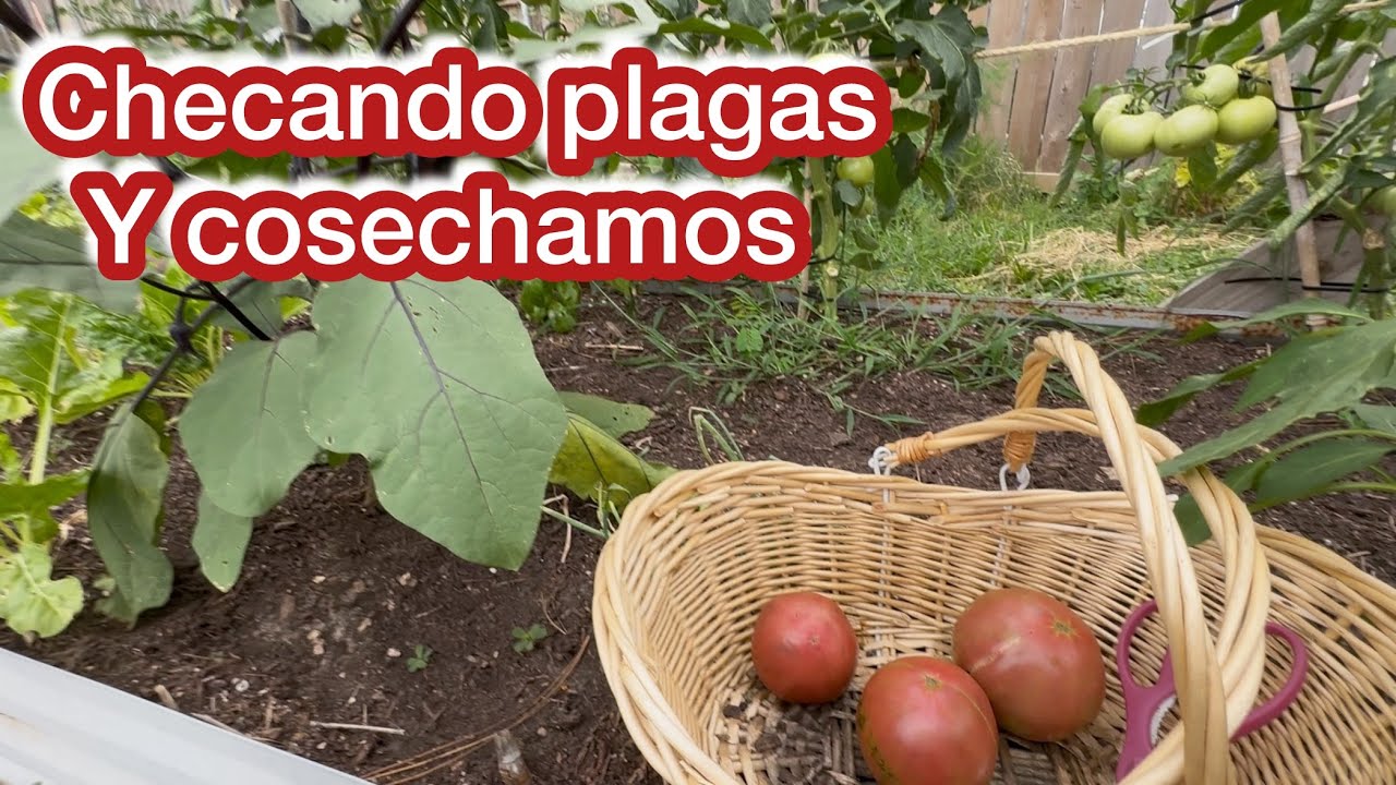 Checamos las plantas del huerto mientras cosecho