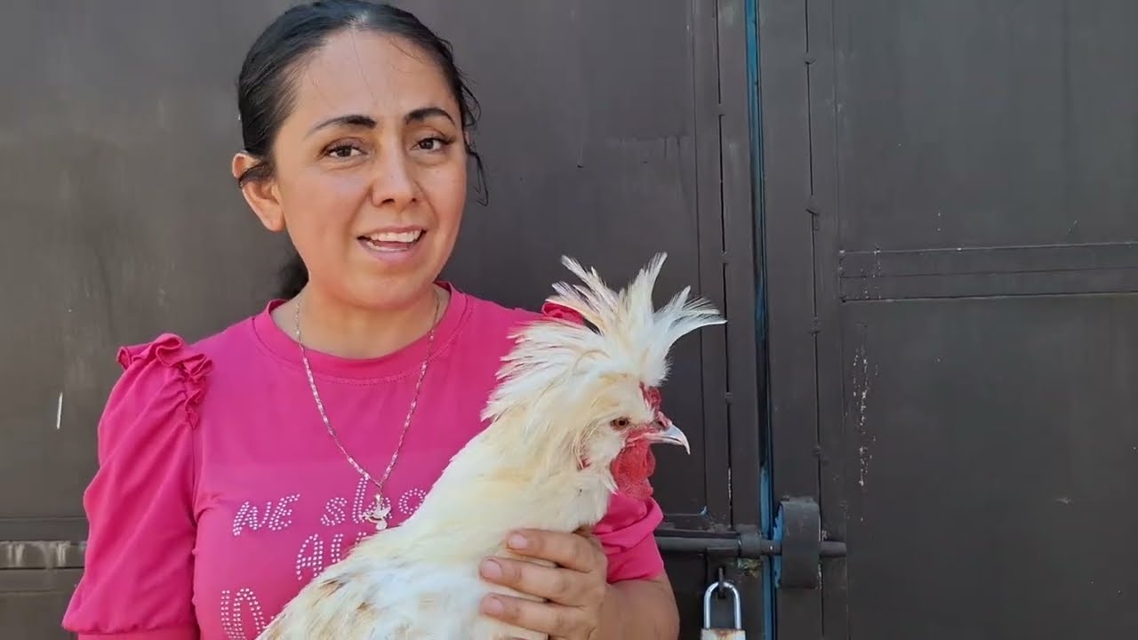 ‼️Se va el #gallo polaco a otro gallinero  //  Como curar los hongos  o callosidades en las patas ✅️