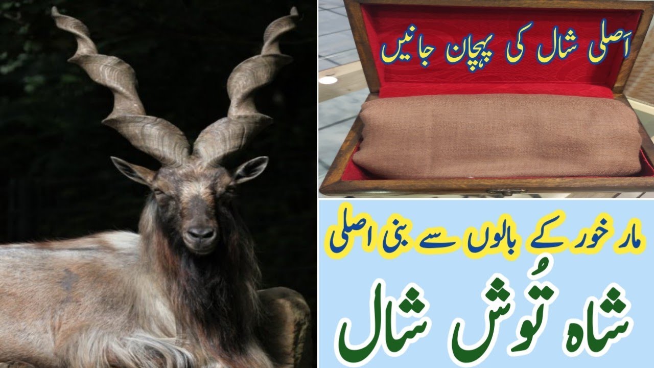 Markhor Shahtoosh Shawl | Aftab Mughal Activities