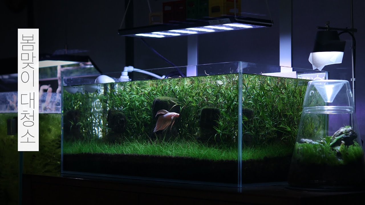 봄맞이 대청소 | 고대사원 | 베타 | 물멍 | Spring Aquarium Cleaning | MulMung