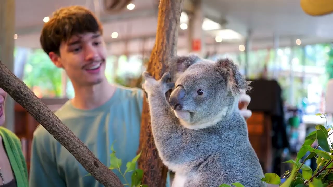 Get Up Close with Wildlife at Lone Pine Koala Sanctuary | Brisbane’s Top Animal Experience