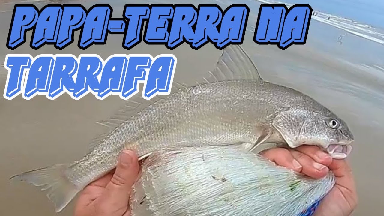 Pesca de Papa Terra com TARRAFA