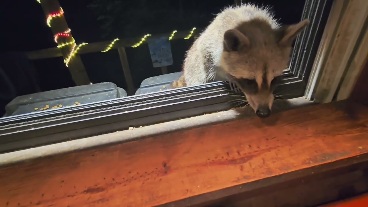 Happy Birthday Pat! 4 years old this summer!