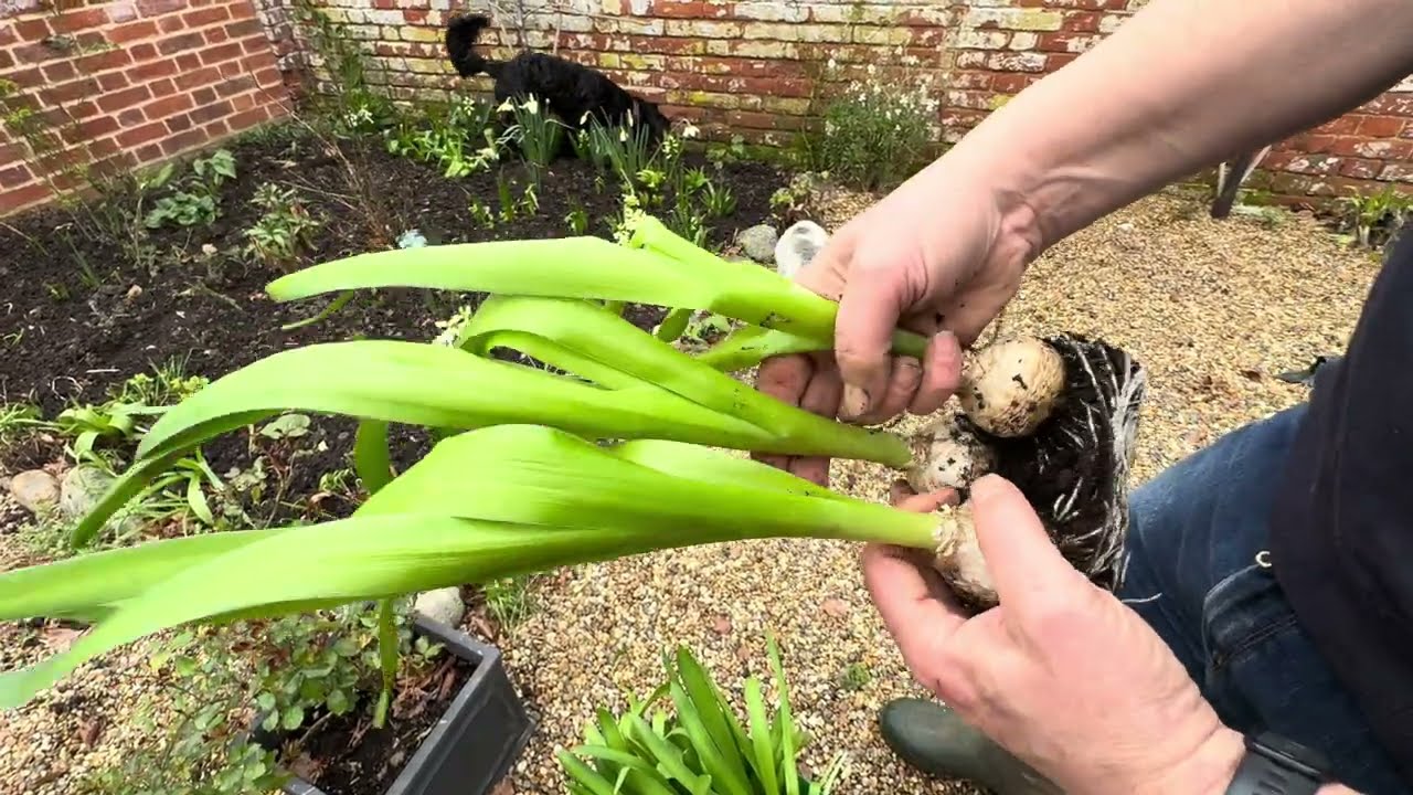 What To Do With Hyacinth Bulbs After flowering