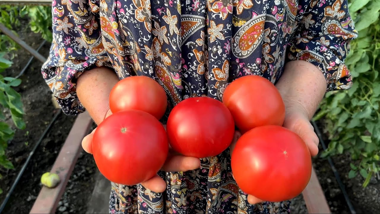 Сравнительная оценка гибридов томата Пинк Парадайз и Пинк Мэджик 🍅
