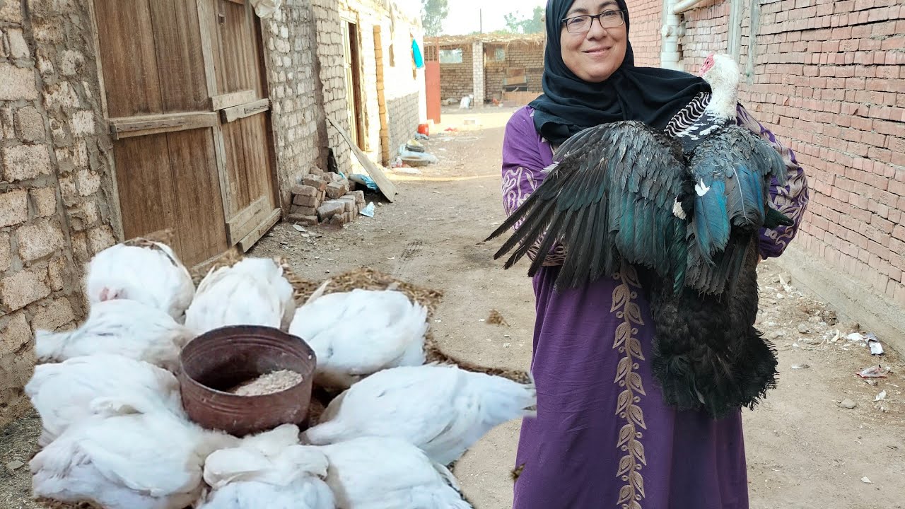 البط وصل سبعه كليو والفراخ خمسة كليو والسر فى الخلطه السحريه لزيادة وزن الطيور