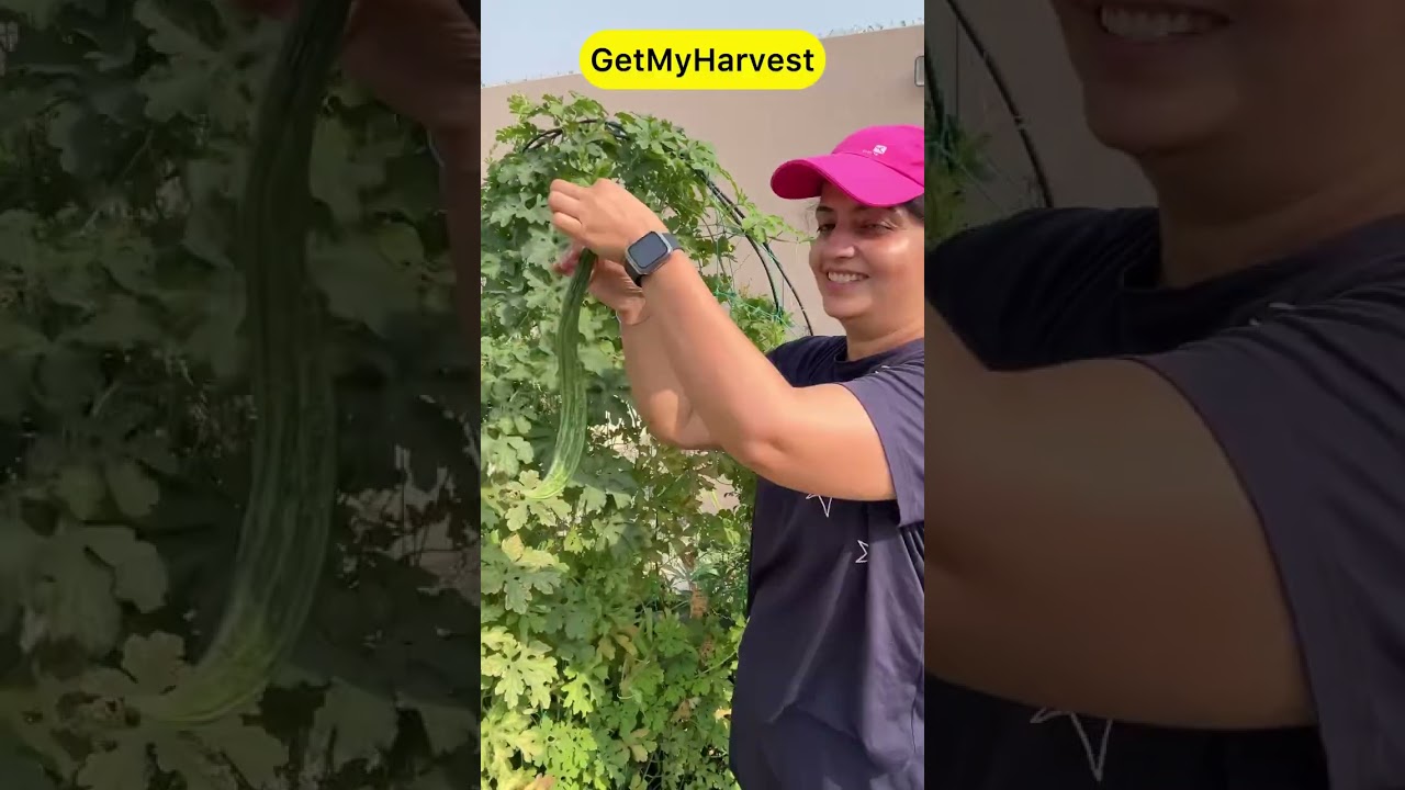 Meri Favorite Sabzi ? | Bumper Vegetable Harvest in May #harvesting