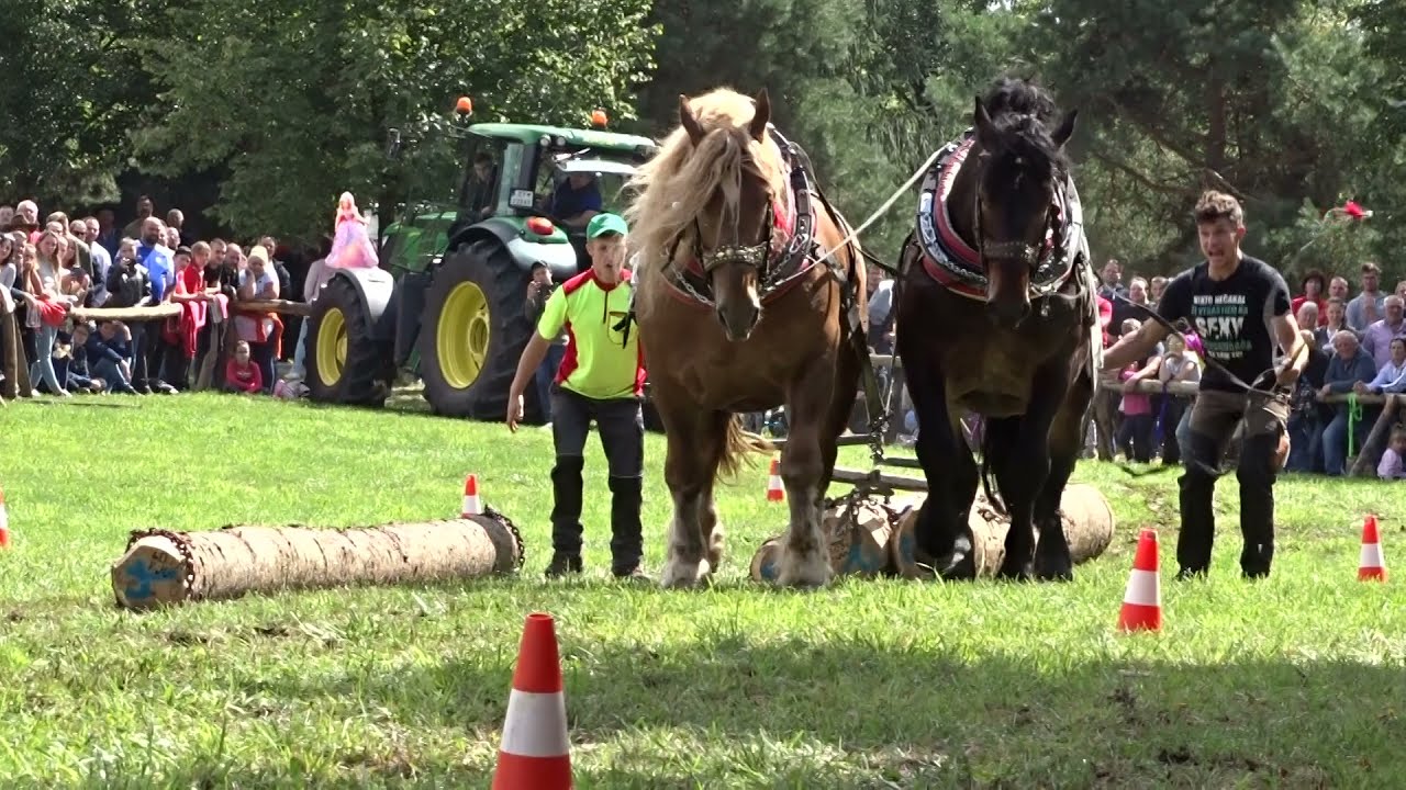Ebor & Oliver, Draft horses race Detva 2021 Slovakia, fifth place