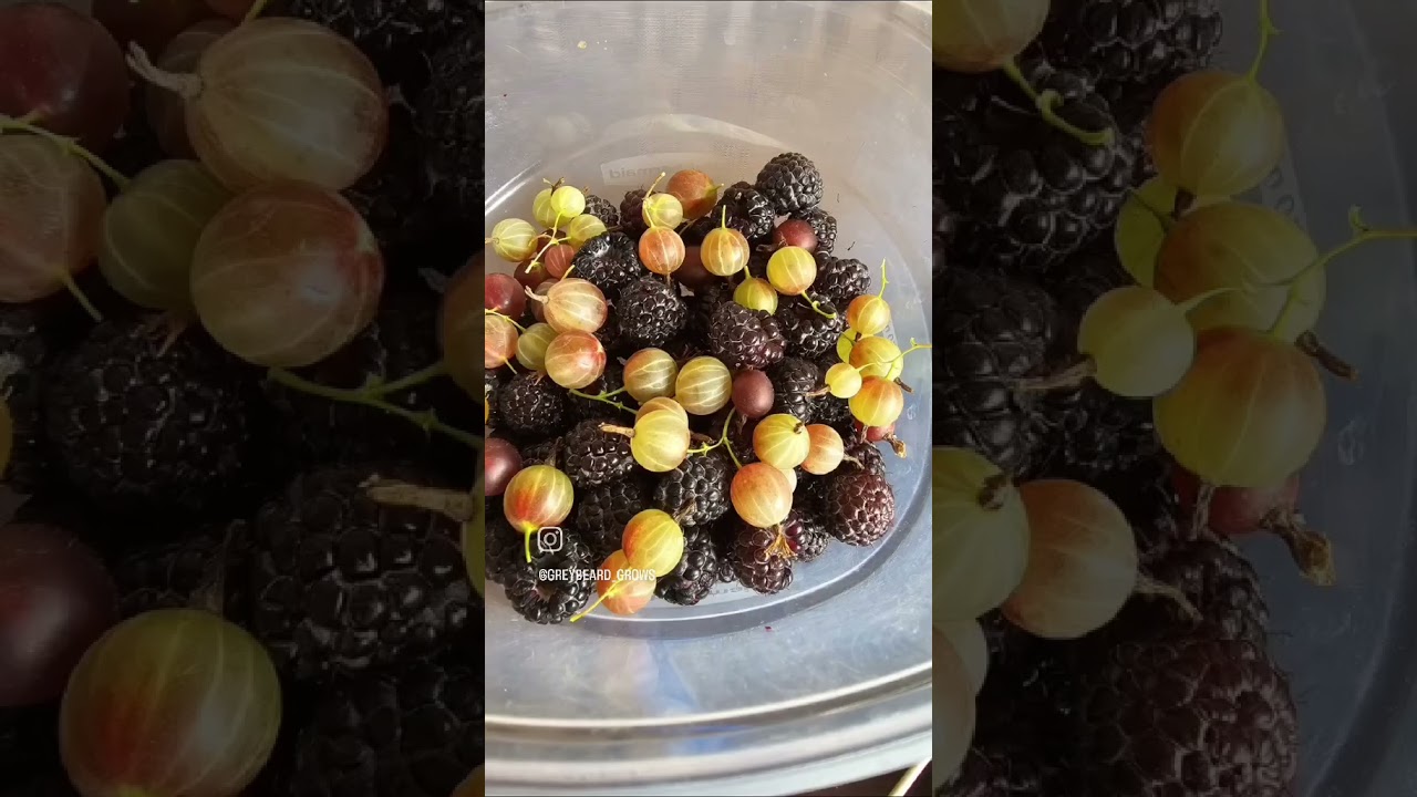 Backyard Garden Snippet