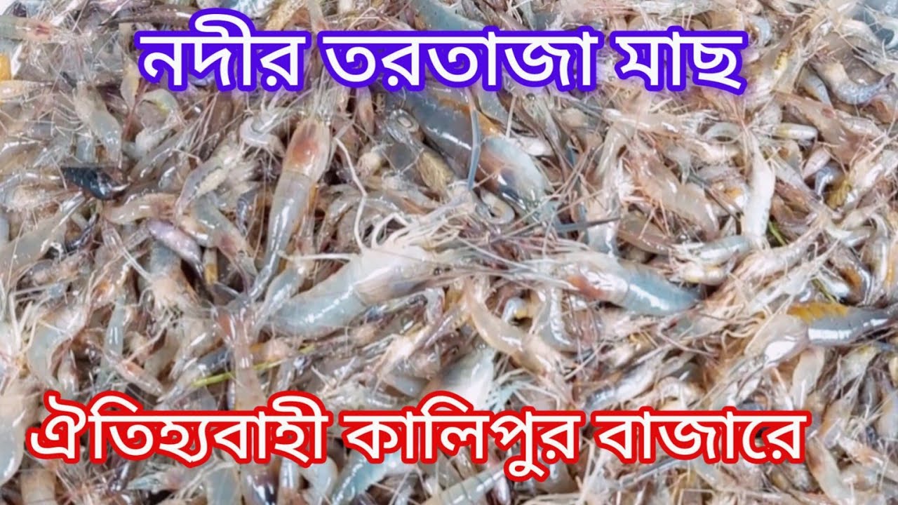 ঐতিহ্যবাহী কালিপুর বাজারে নদীর তরতাজা মাছ মতলব উত্তর, চাঁদপুর। kalipur Bazar Matlab Chandpur.