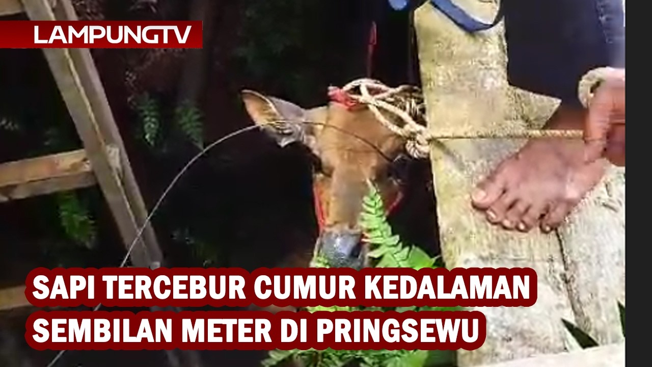 Sapi Tercebur Sumur Kedalaman Sembilan Meter di Pringsewu