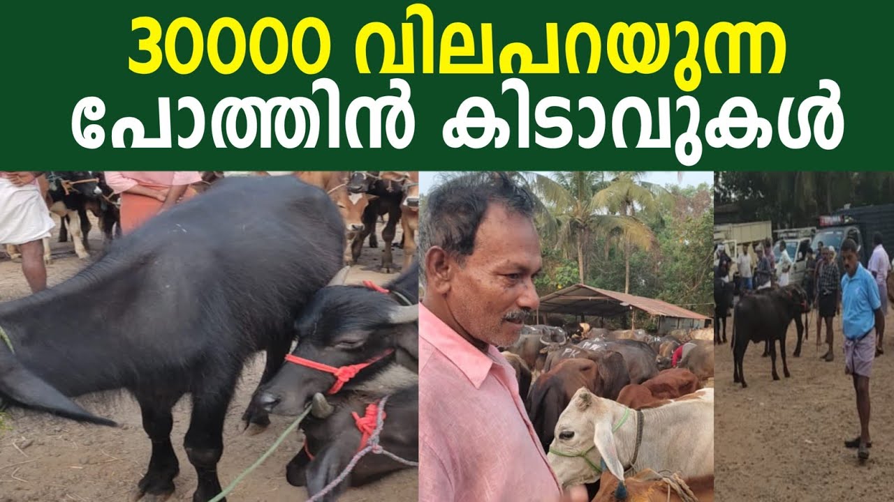 മുപ്പതിനായിരം വില പറയുന്നു പോത്തിൻ കിടാവുകൾ #simple_work യൂട്യൂബ് ചാനൽ