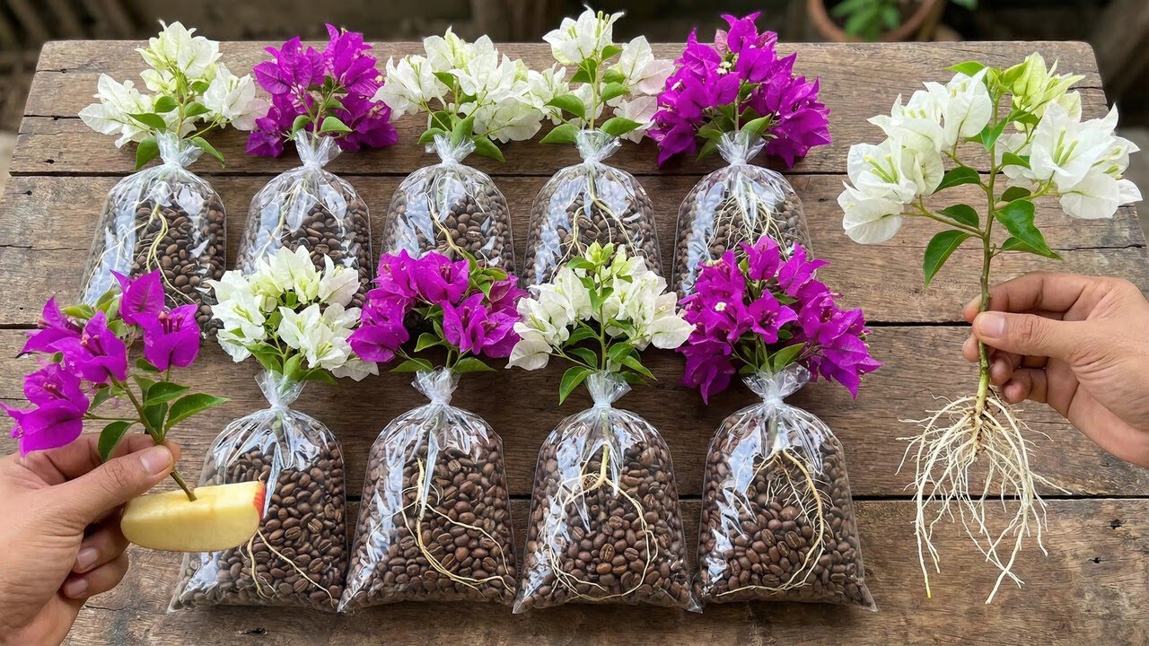 Don't throw away coffee grounds! Propagate bougainvillea quickly and economically.