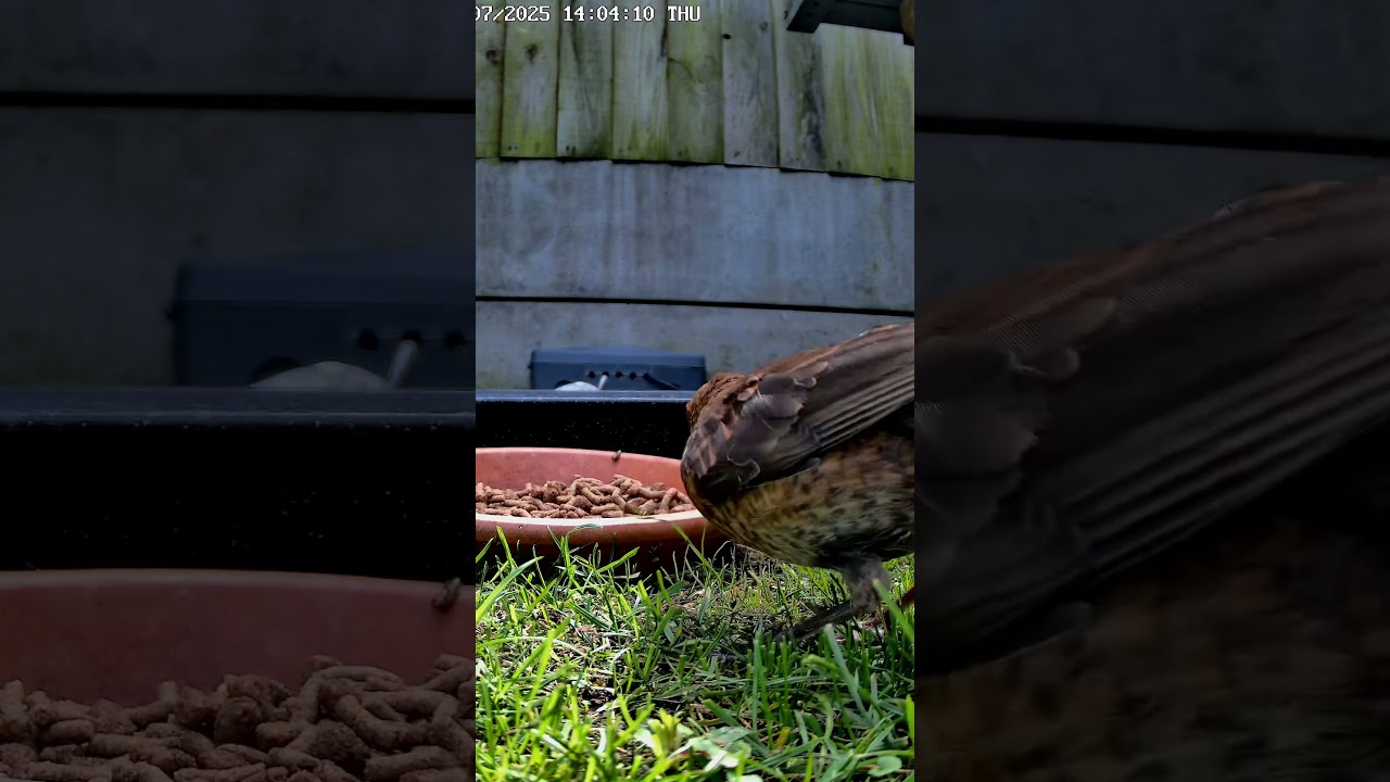 Baby #Blackbird on the Snarfle 💚
