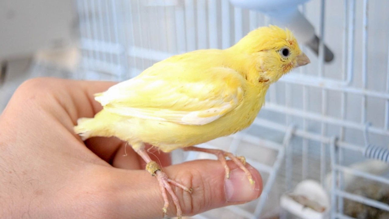 Don’t Start Your Canary Breeding Season Until You Watch This! + Canary singing Video