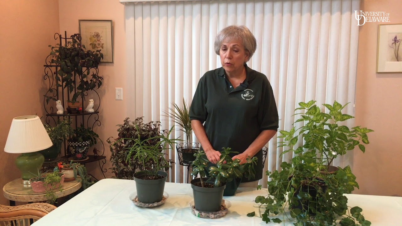 MG Minute: Caring for House Plants in Winter