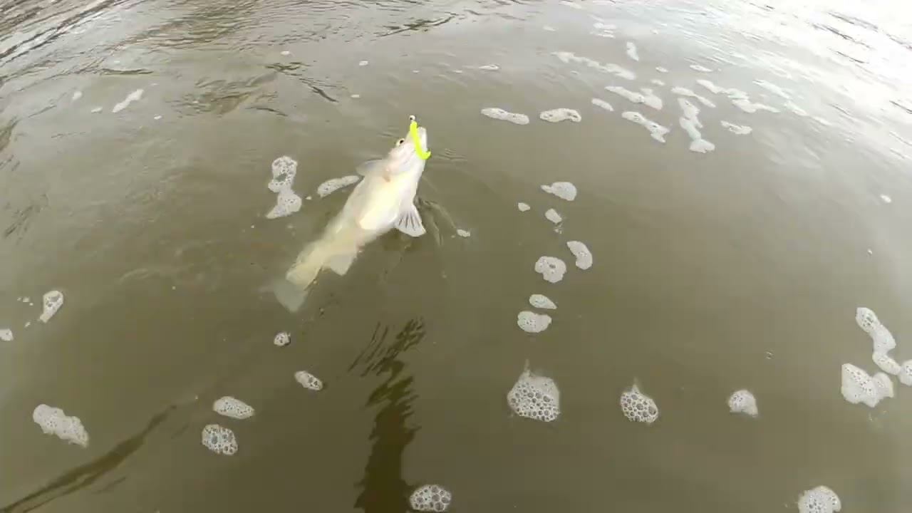 Striper Bass Fishing At Denison Dam Fishing Texoma Texas Ep 3