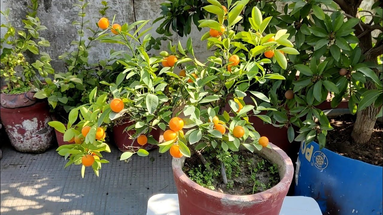 नींबू का पौधा नींबू से लद जाएगा रामविलास जी का यह तरीका जान लिया तो