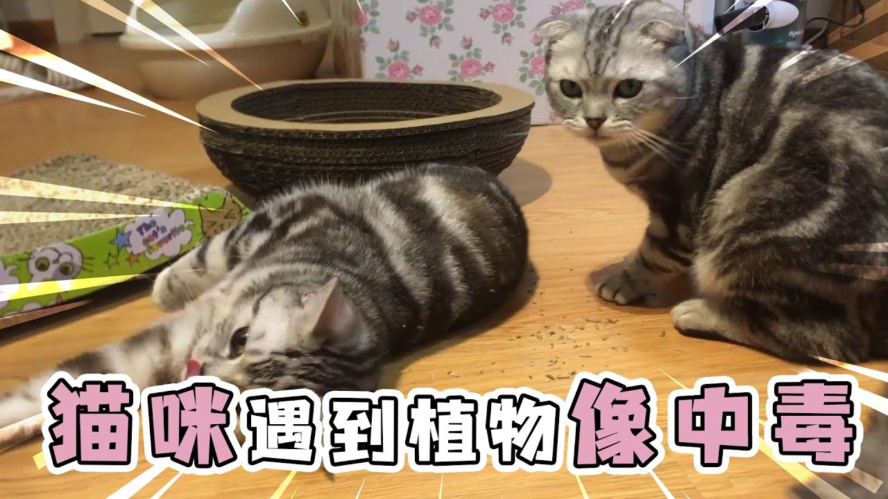 猫咪闻了一种神奇的植物仿佛中毒了 【蒂姆嘟嘟Tim】