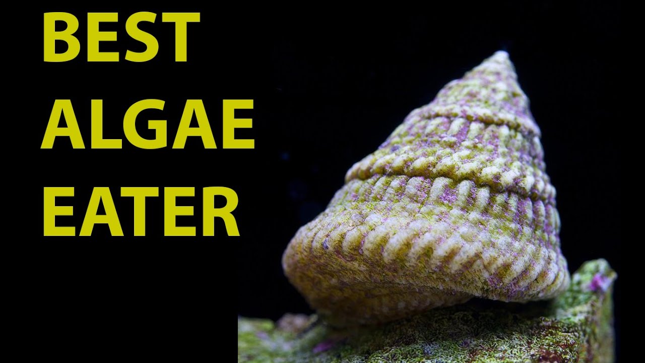 Best Algae Eater \\ Astrea Snails: One Of The Best Clean Up Crew Memebers
