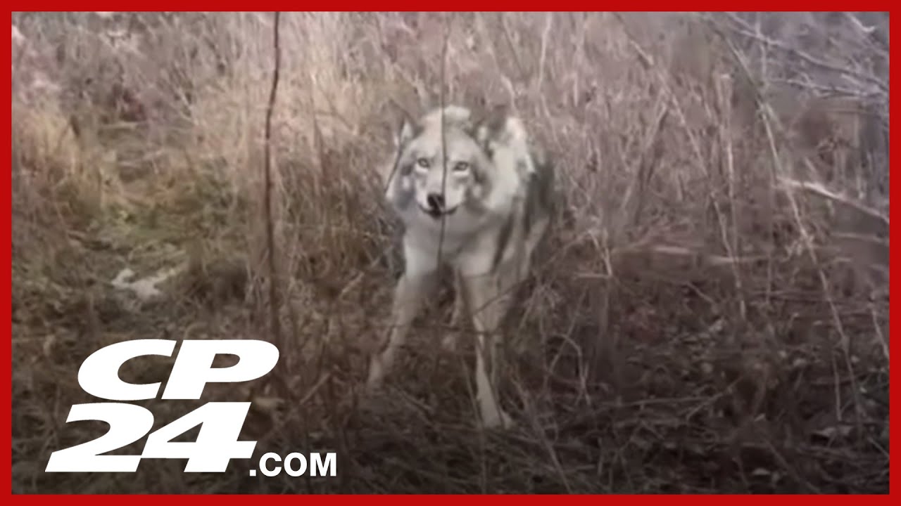 Residents of Toronto neighbourhood share growing concerns over coyote attacks