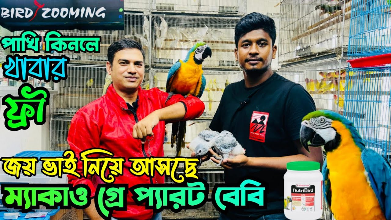 ম্যাকাও_গ্রে প্যারট পাখির দা'ম | কমদা'মে লাভবার্ড_ককাটেল | পাখি কিনলে খাবার ফ্রী | Macaw Birds Price
