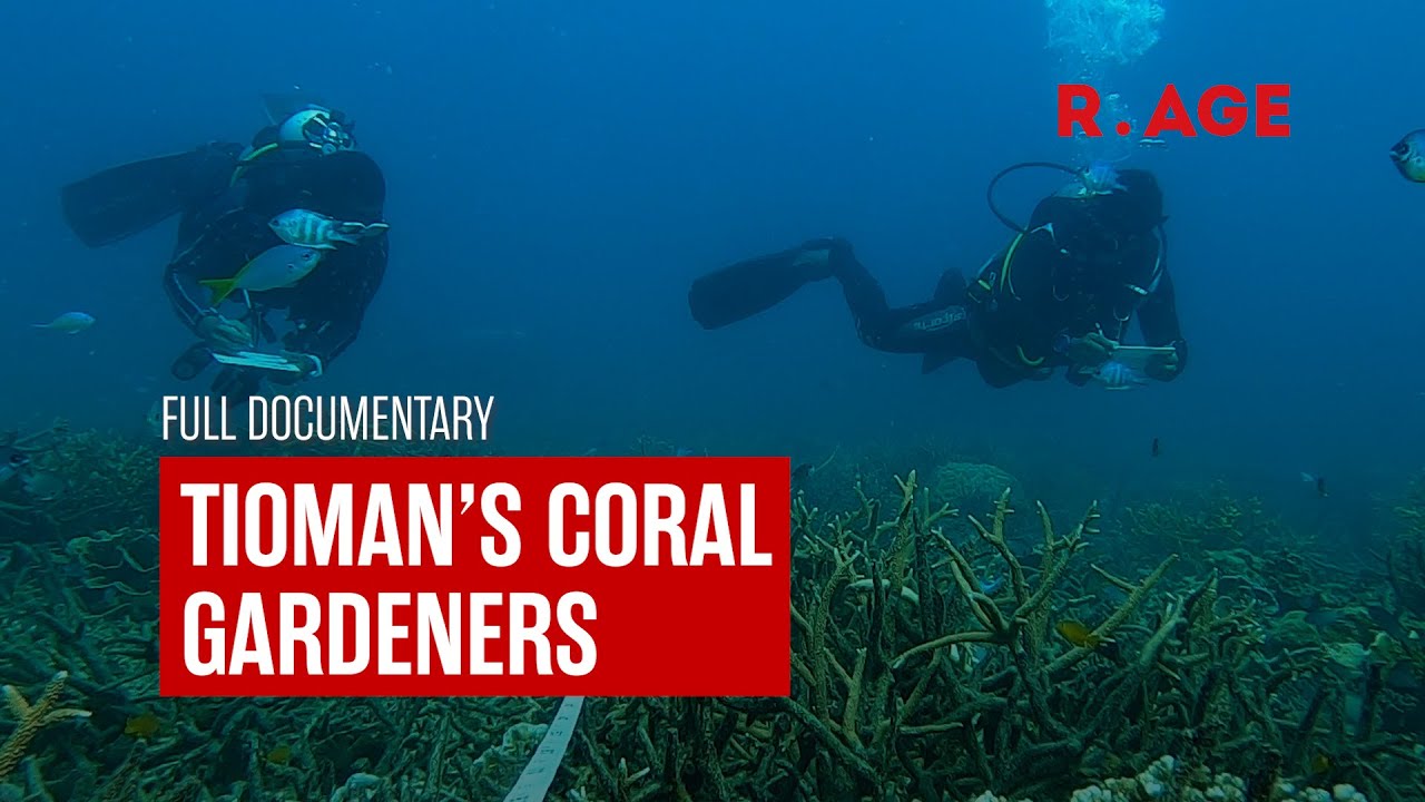 How locals in this Malaysian island paradise saved its dying coral reefs | R.AGE | #environment