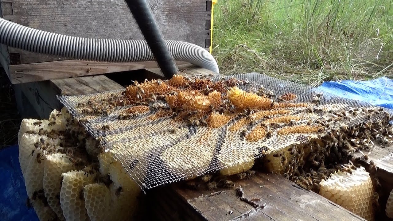 Telltale signs of when a bee hive is headed for big trouble.