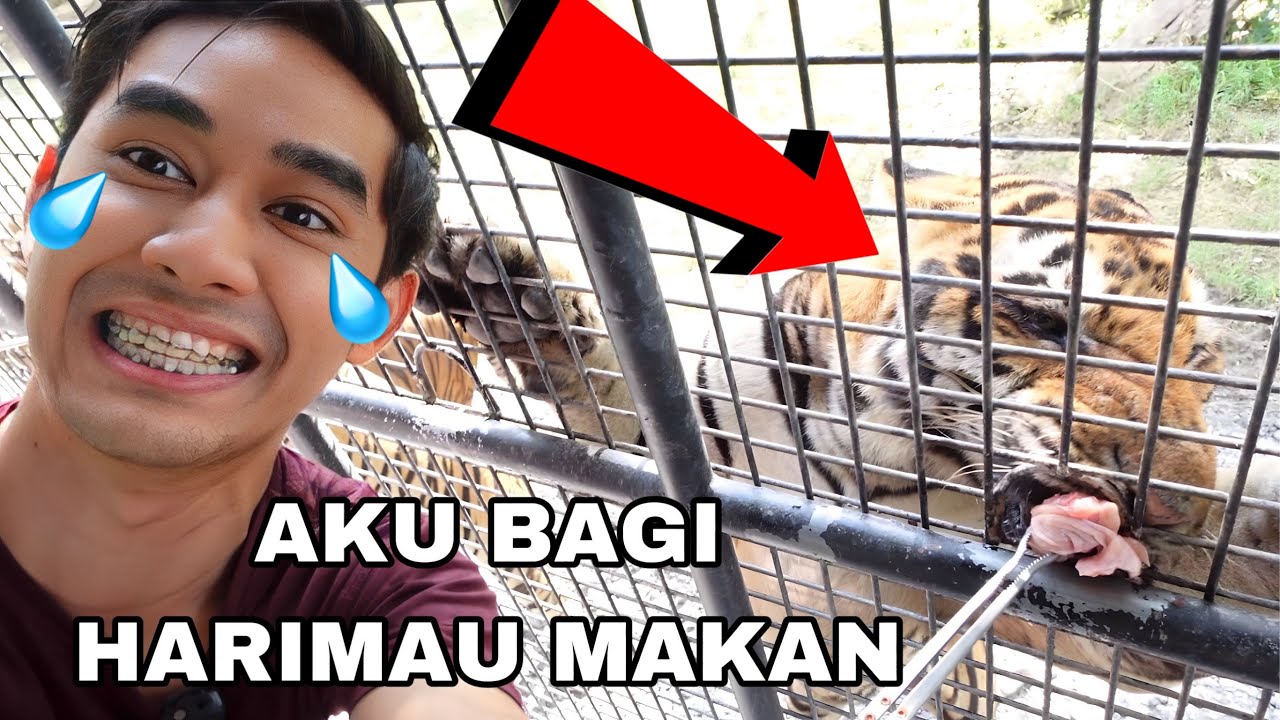 AKU BAGI HARIMAU MAKAN 😱 TERKEJUT DIA TARIK AQIL 😭 BESARNYA HARIMAU 🦁🐯 SAFARI WORLD BANGKOK 😂