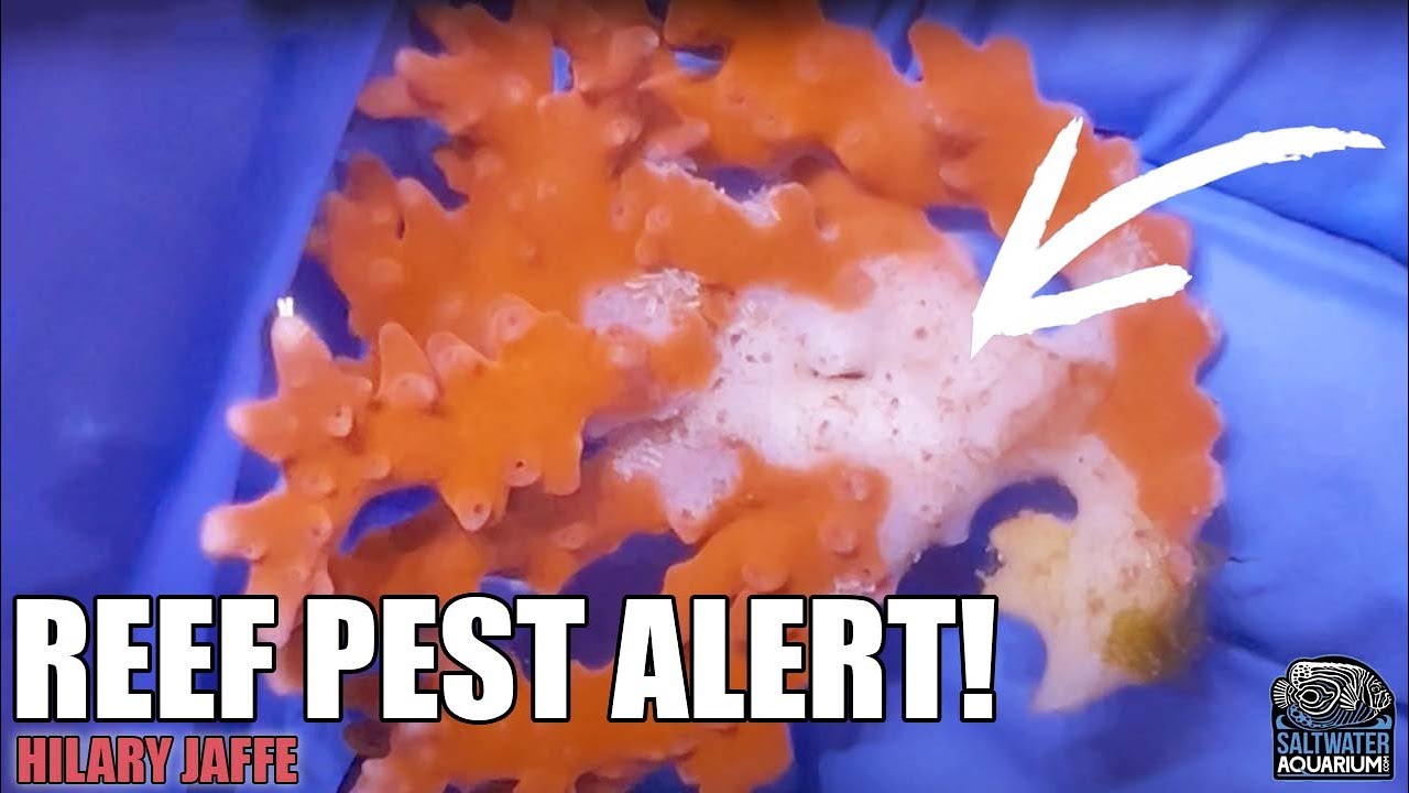 Montipora Eating Nudibranchs: How to Spot, Control & Prevent These Reef Pests | Hilary Jaffe