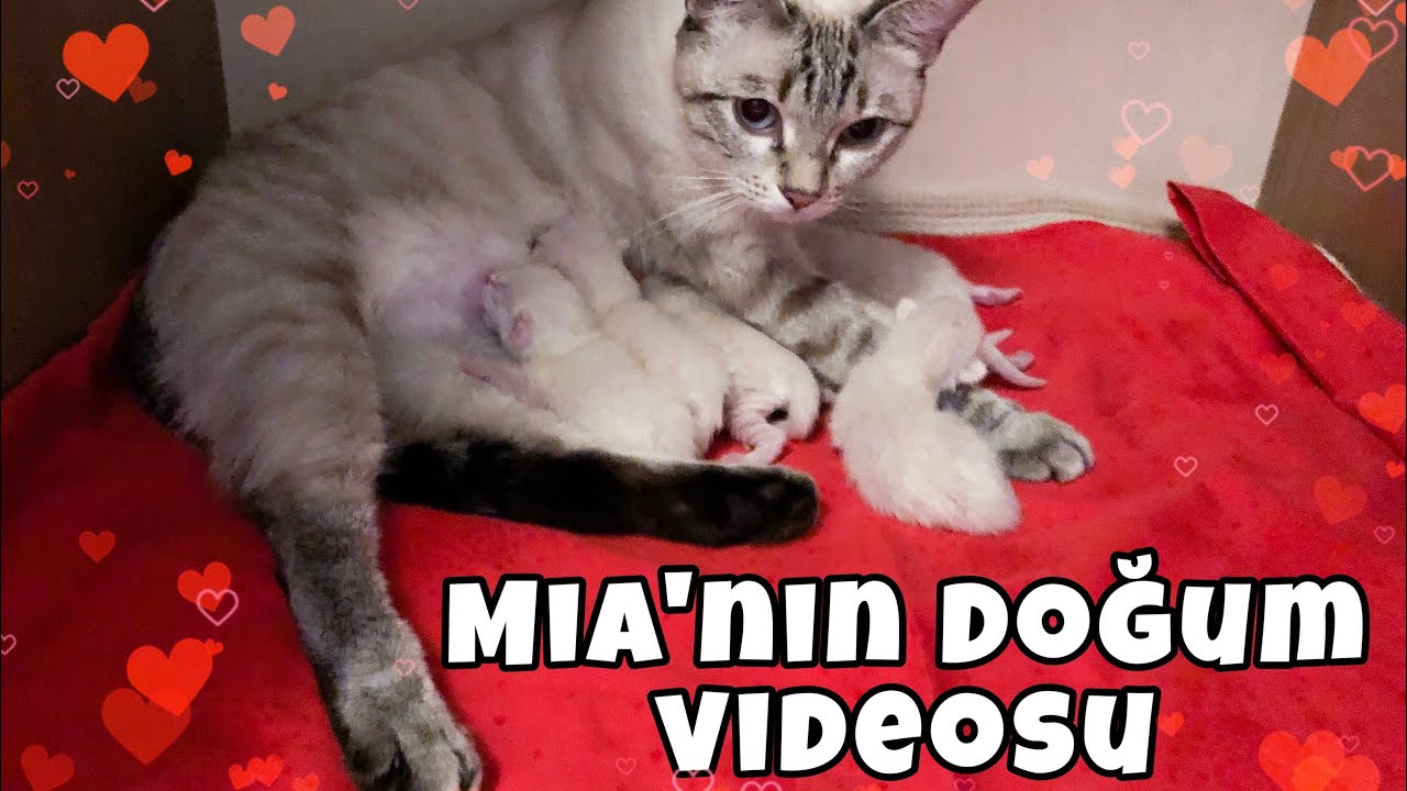 KEDİ DOĞUMU - KEDİM DOĞURDU 12 TANE KEDİMİZ OLDU!! #mellbie #kedidoğumu