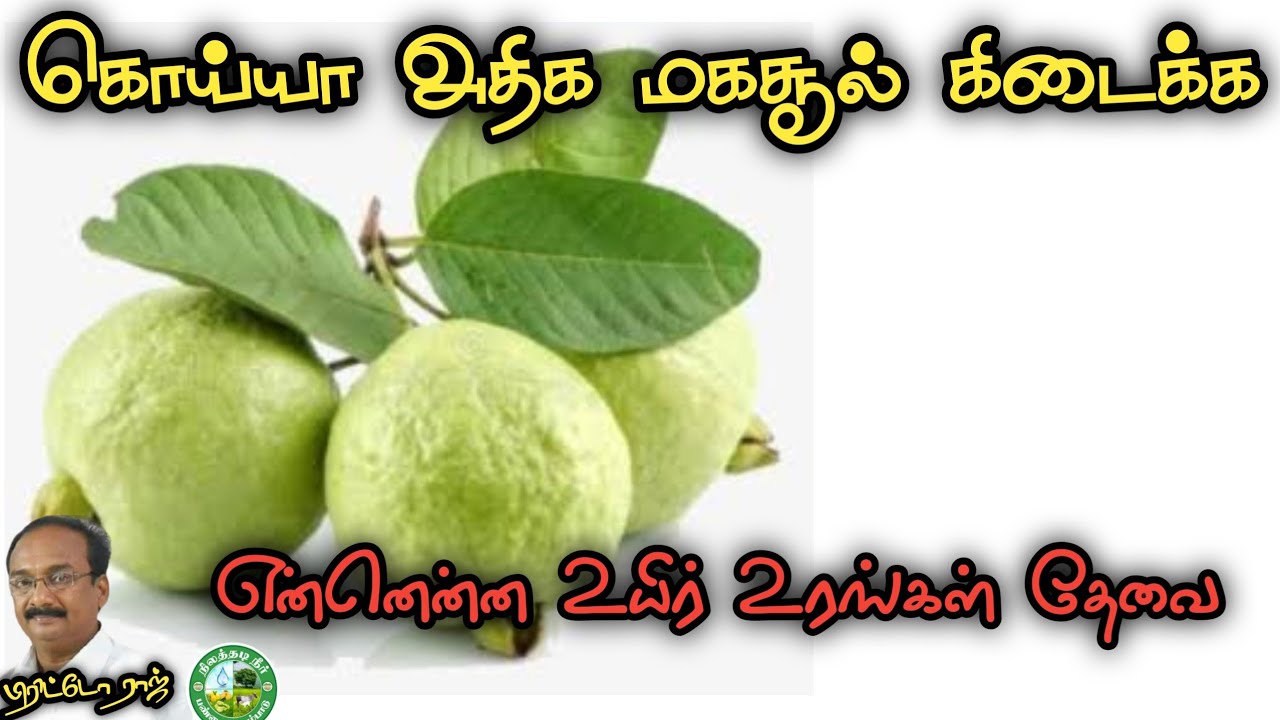 கொய்யா சாகுபடியில் அதிக மகசூல் பெற என்னென்ன உயிர் உரங்கள் தேவை?