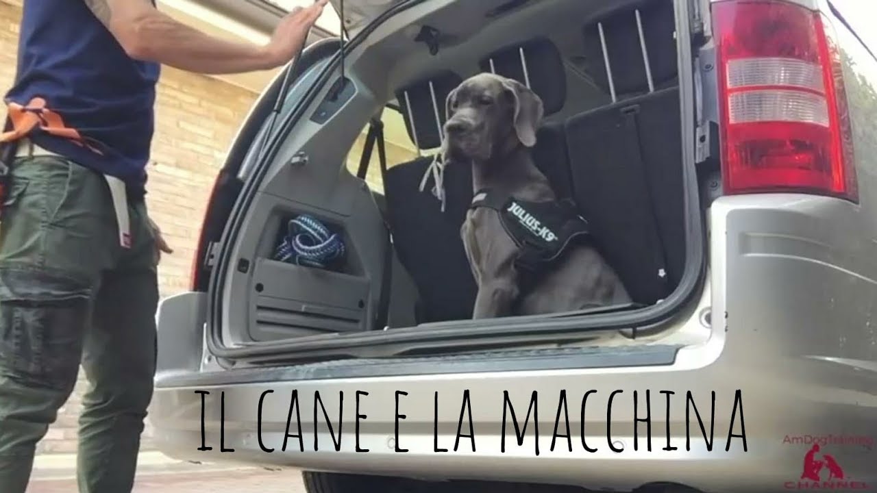 Il cane e la macchina