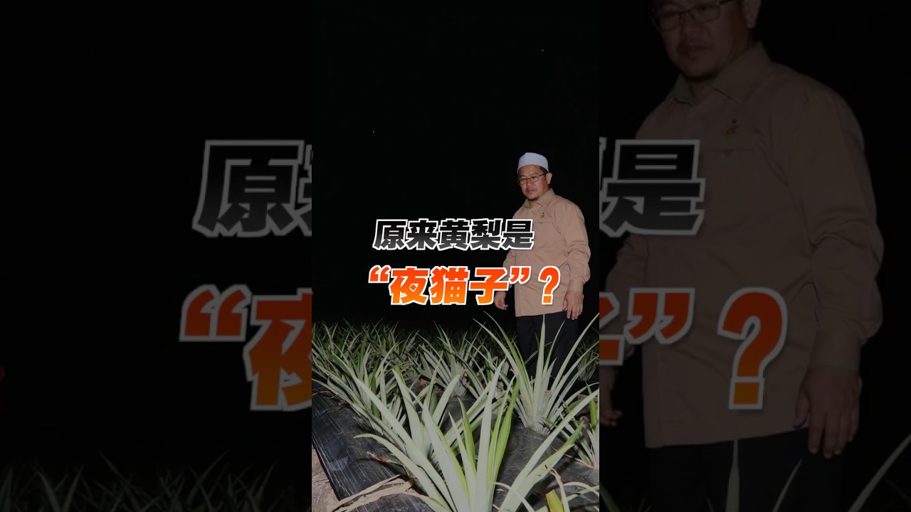 晚上施肥更高效？丹州试行夜间种黄梨