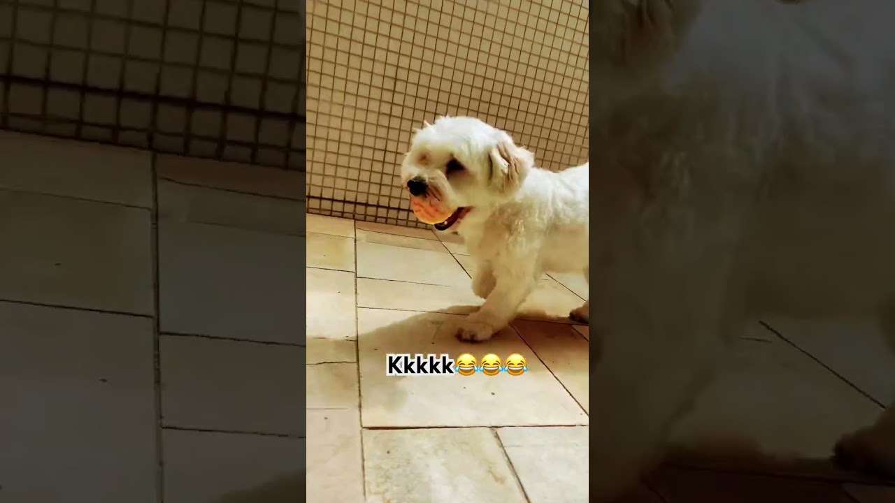 rotina de um dia com cachorro 