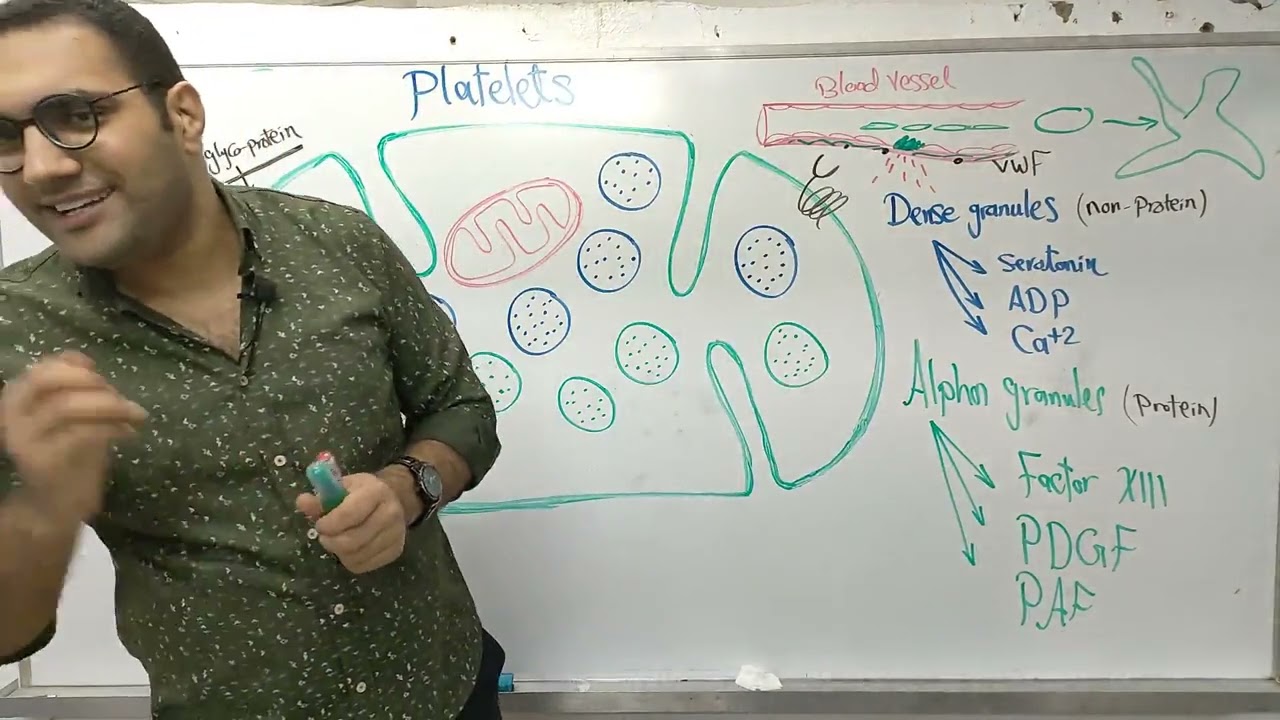 Blood physiology Crash course -4