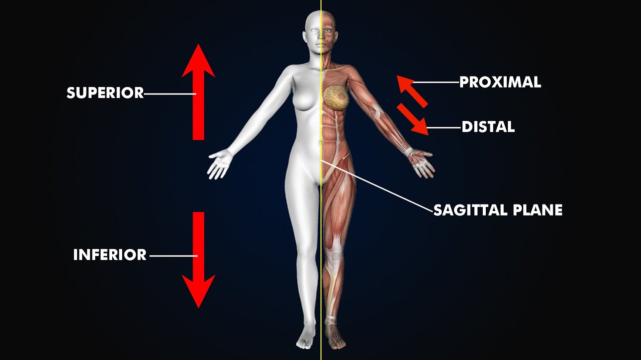 Directional Terms and Body Planes: 3d animation and Illustration