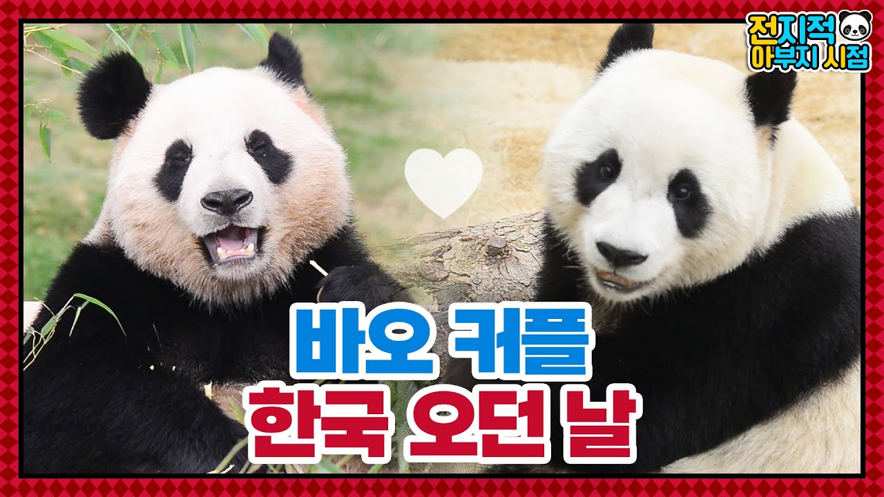 (SUB) История любви милой пары панд│Семья панд🐼