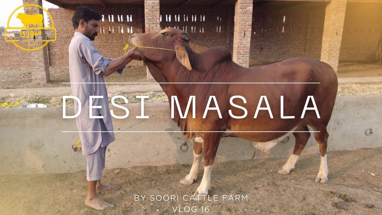 The Secret Desi Masala for Massive Bull Growth! PART 1 🐂 Soori Cattle Farm
