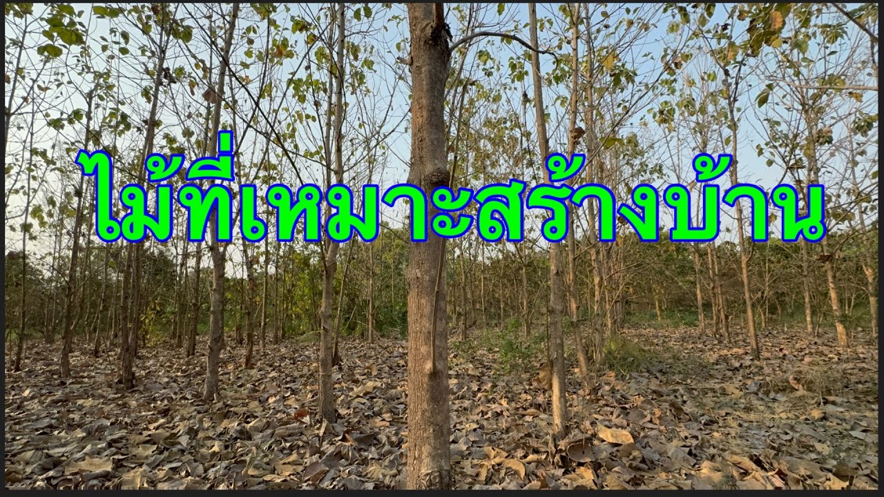 ไม้อะไรเหมาะสร้างบ้านที่สุด